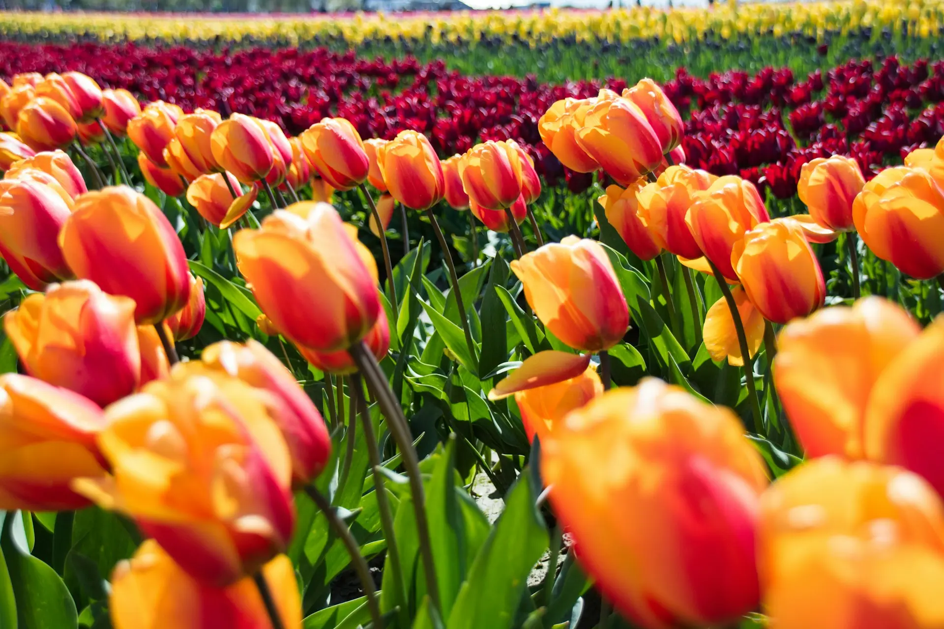 Where to See Tulips in Vancouver in Spring 2024