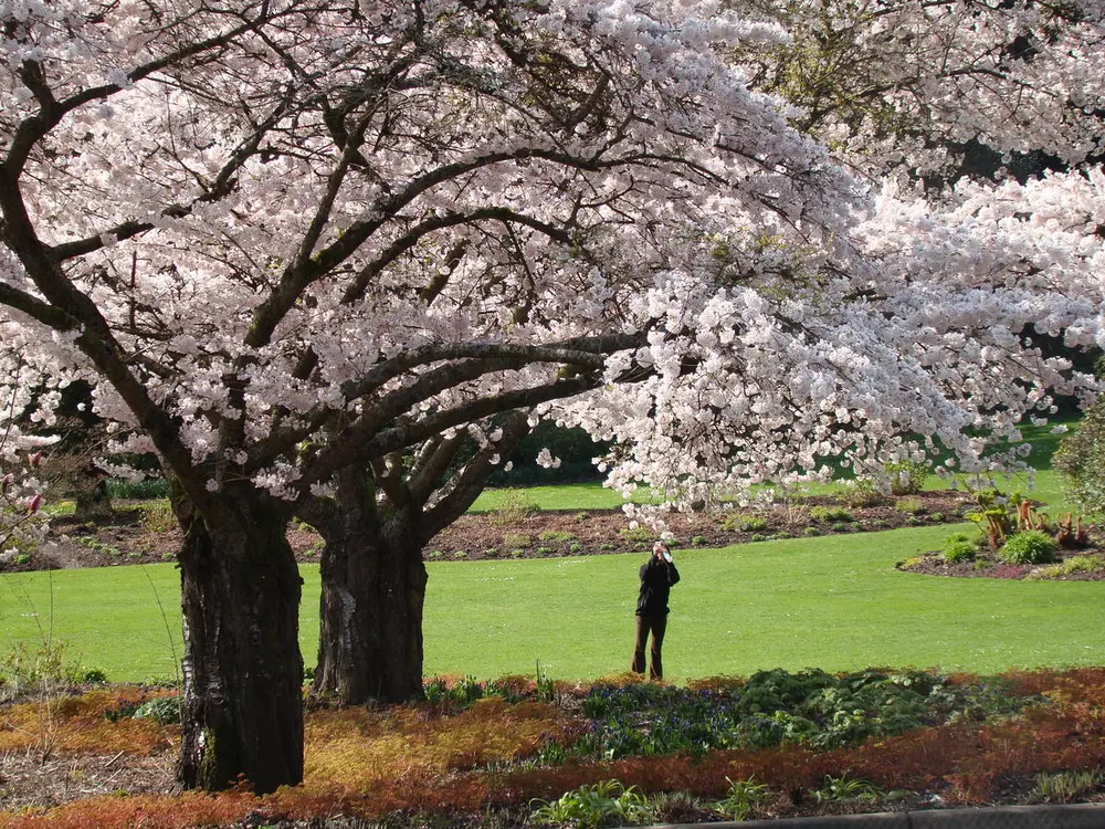 Five Peaceful Places to Experience Cherry Blossom Season in Vancouver