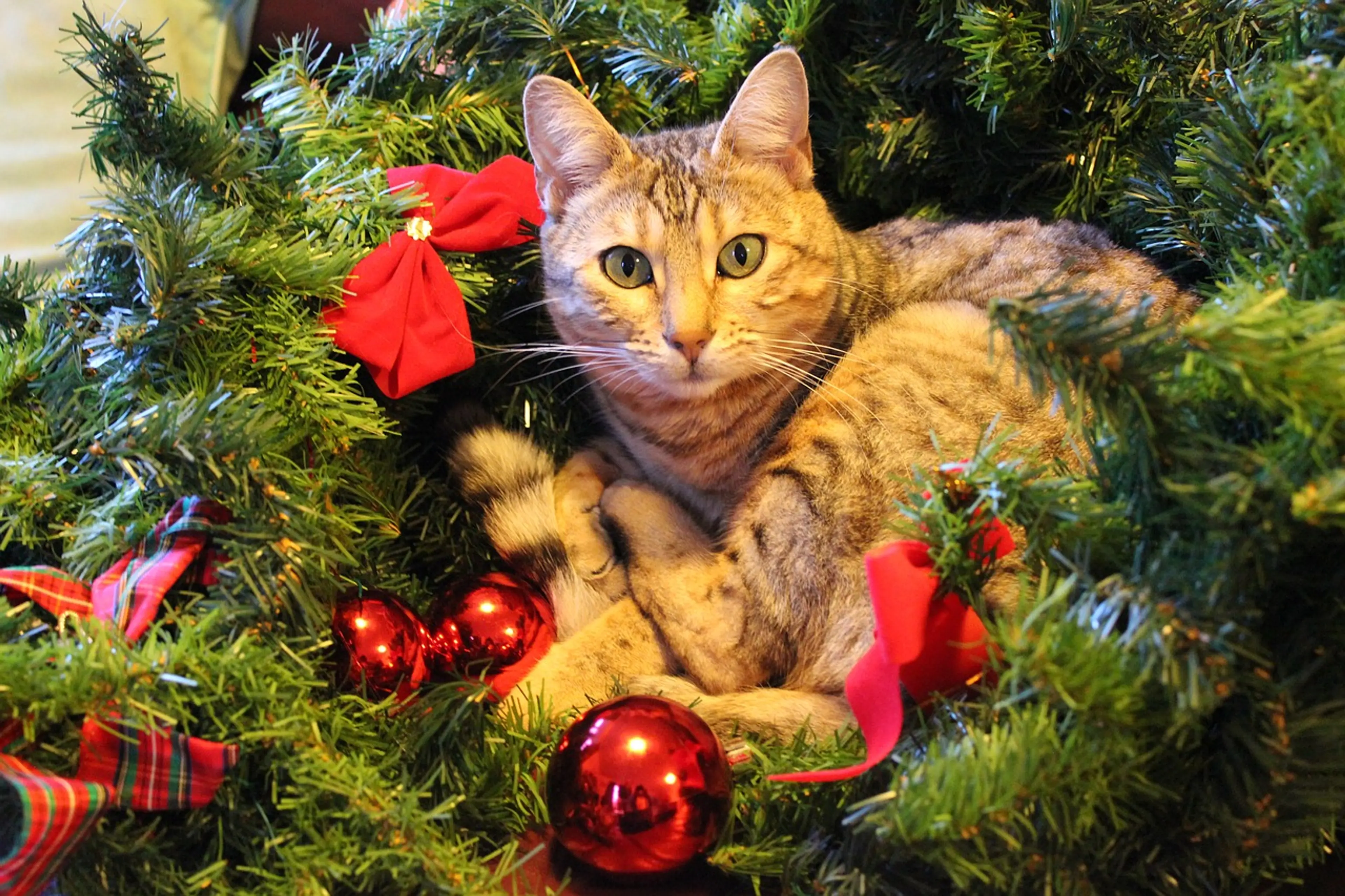 Where to buy cat-and-dog-themed gifts in Vancouver this Christmas—and donate to a good cause!