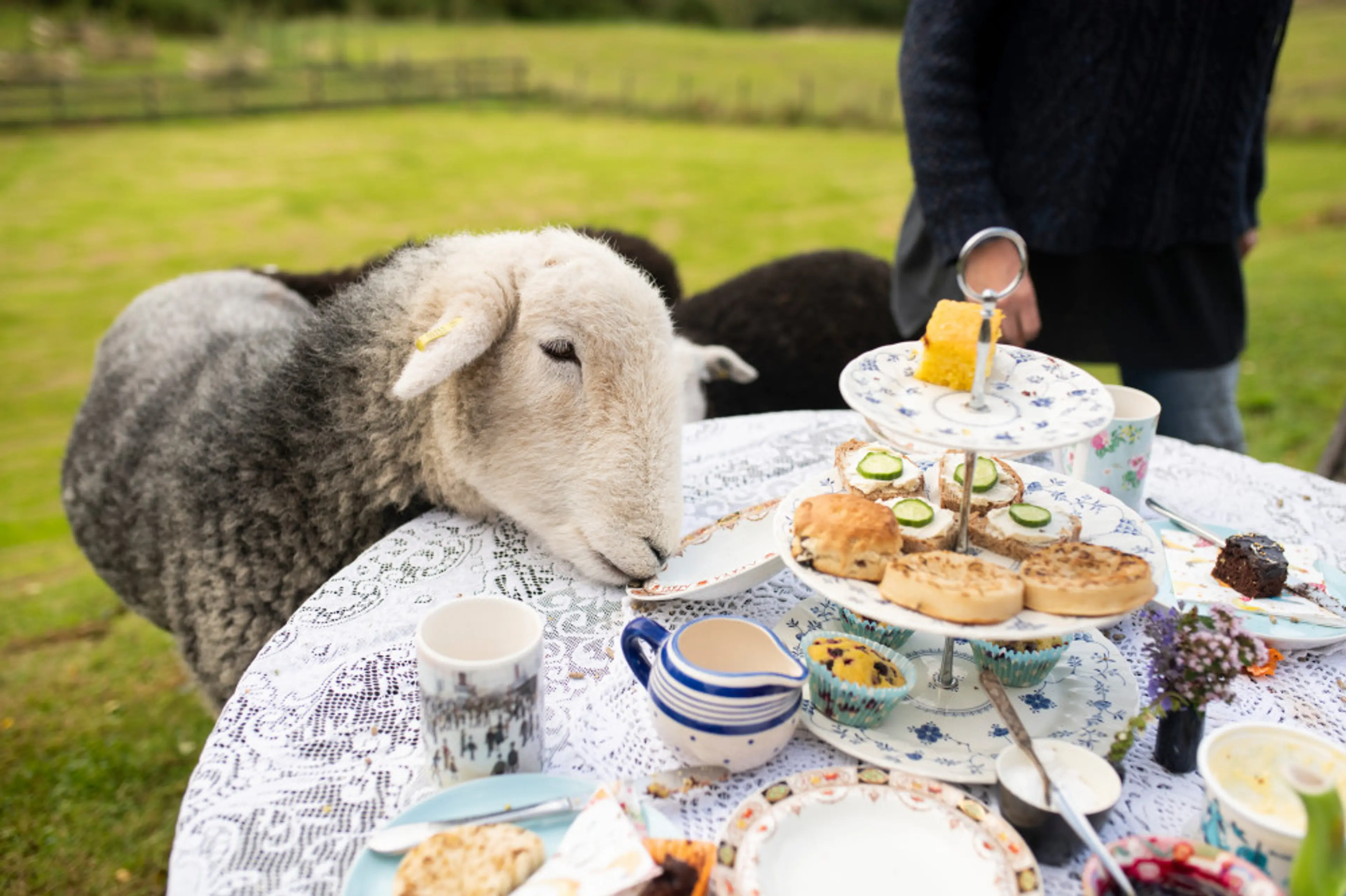 Airbnb launches Animal Experiences with many already popping up in the Vancouver area