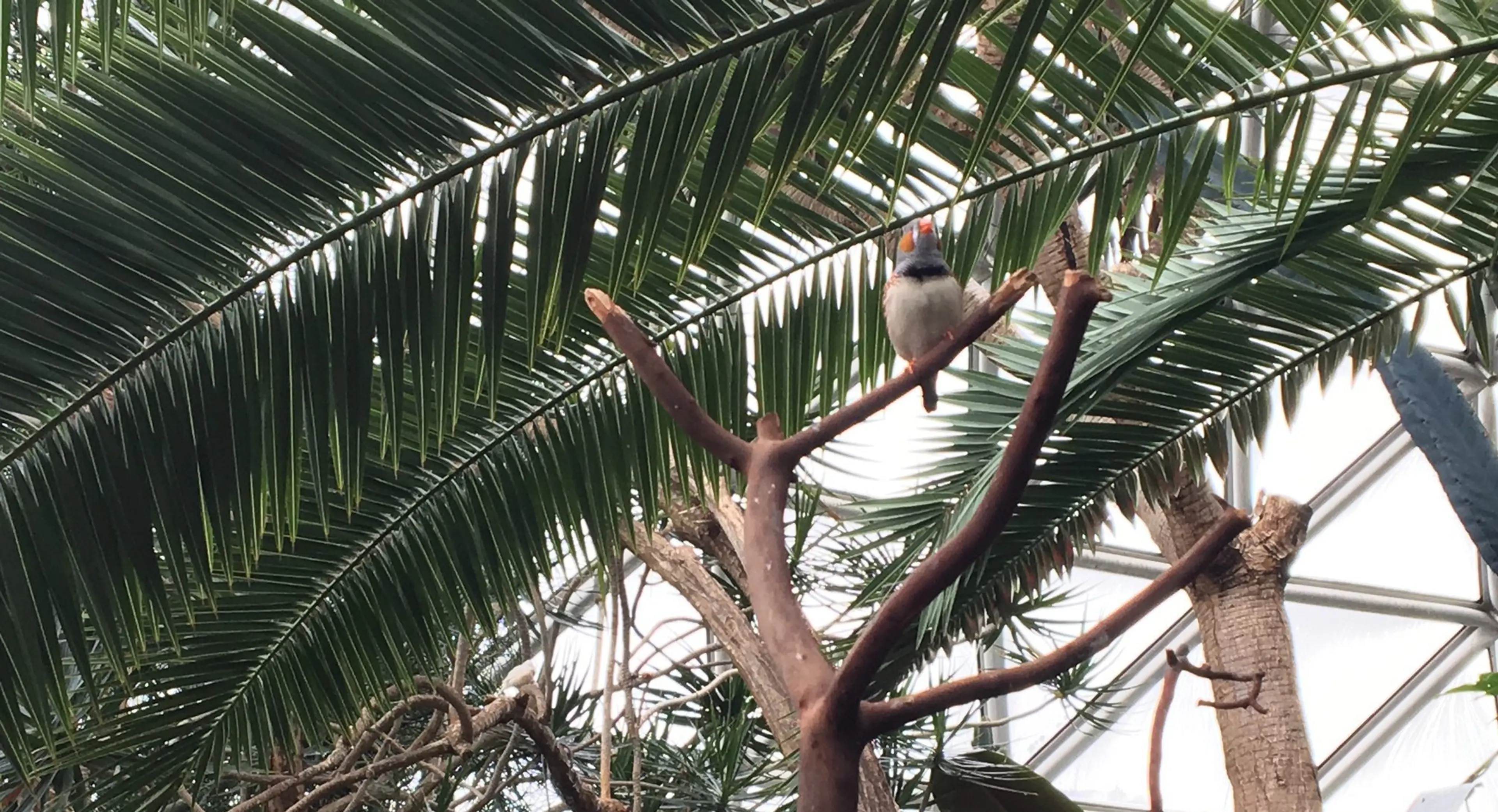 Bloedel conservatory Vancouver
