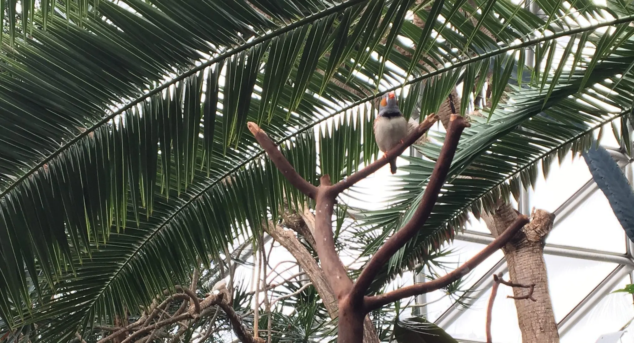 Bloedel conservatory Vancouver