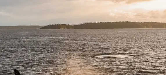 orca