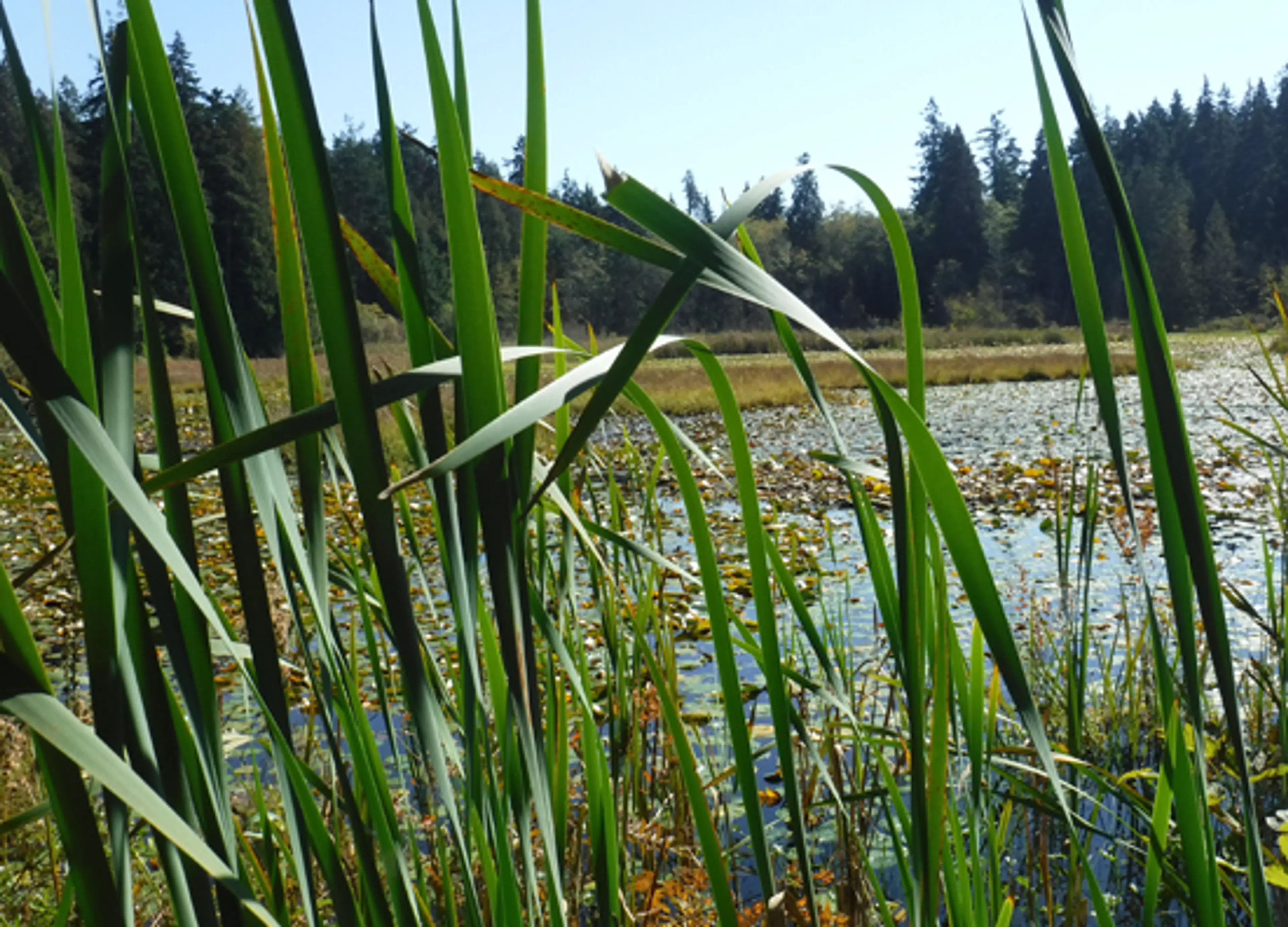 beaver-lake-stanley-park-discover-the-outdoors2