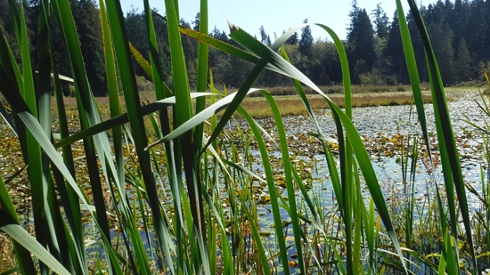 beaver-lake-stanley-park-discover-the-outdoors2