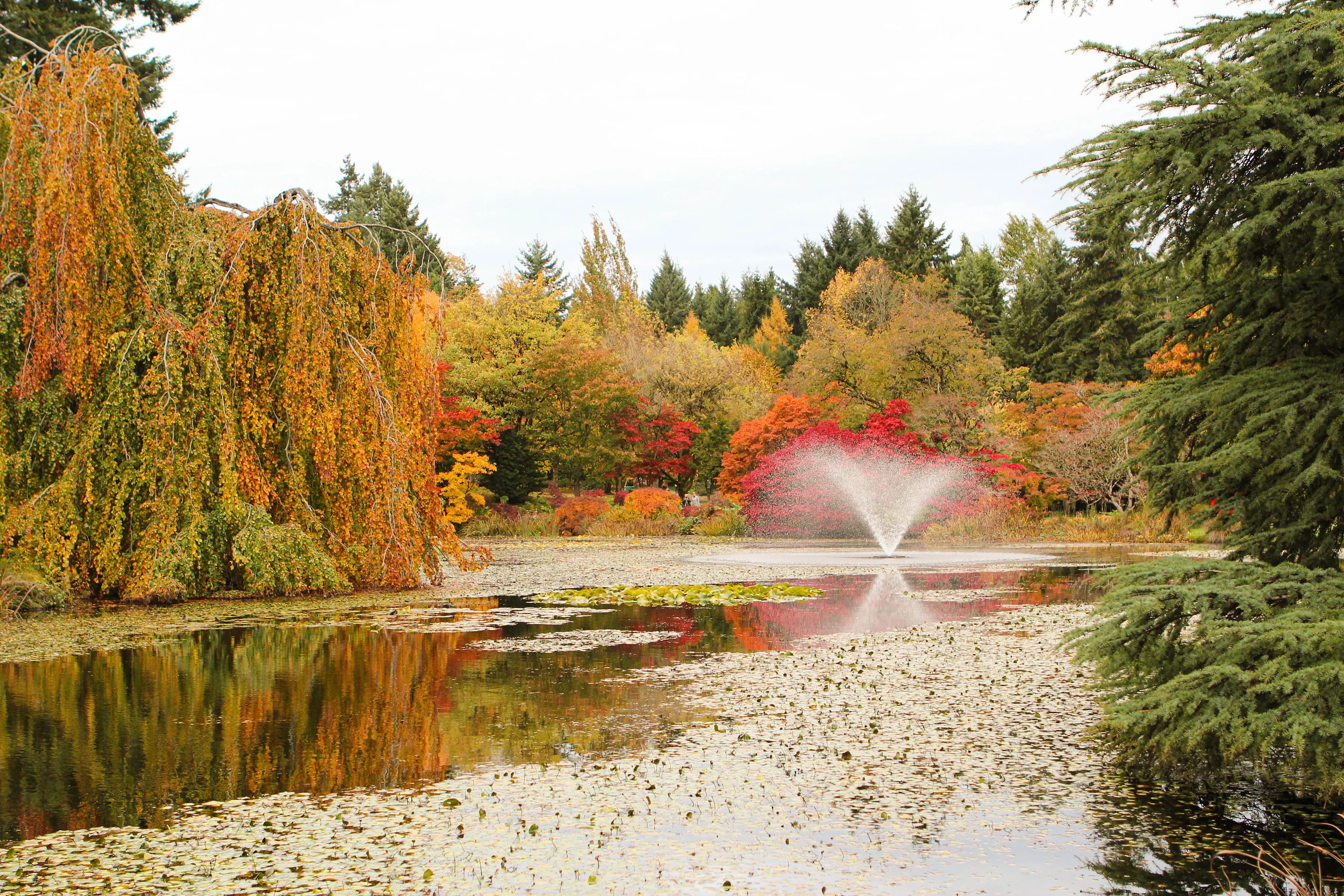 Scenic fall image of a pond surrounded by leaves in autumn colours at the VanDusen Garden in Vancouver.