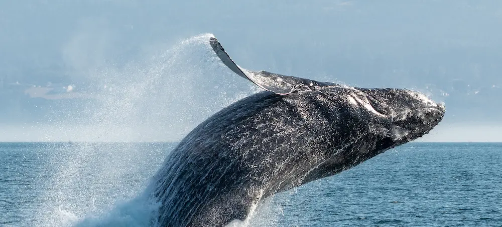 Breaching Humpback Whale