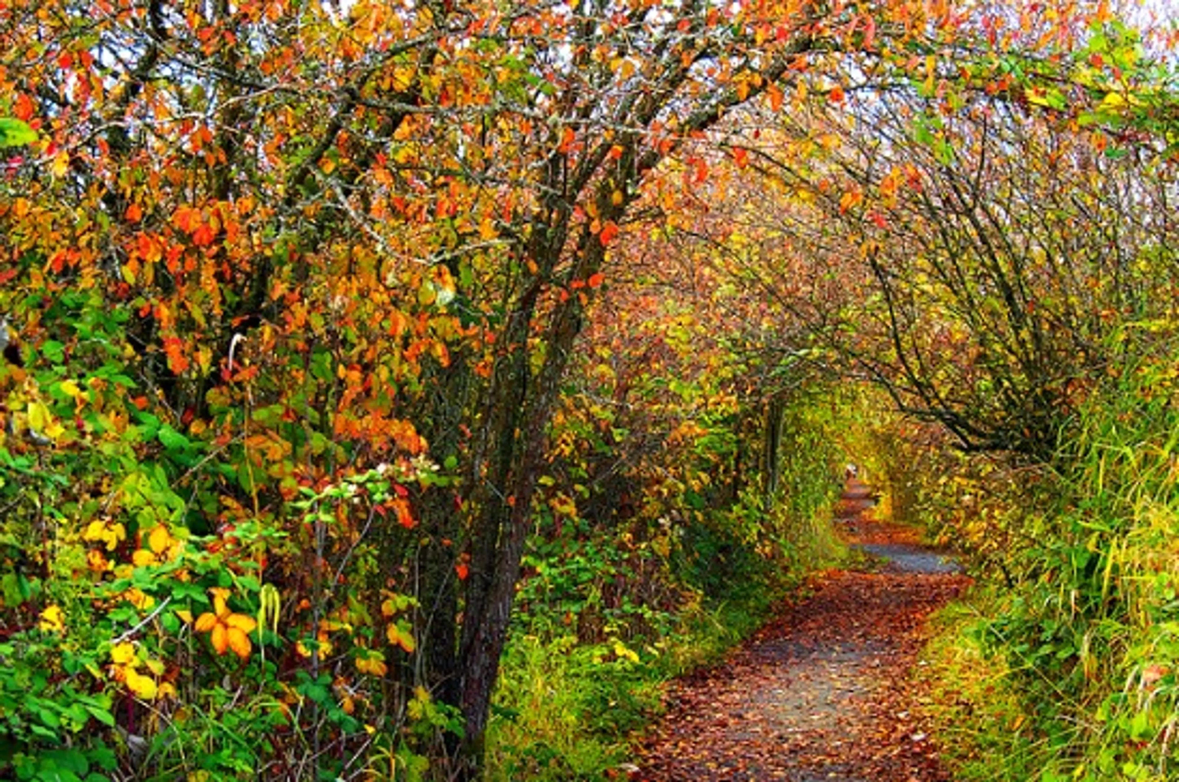 Reifel Bird Sanctuary | Photo: Ann Hung (Flickr)