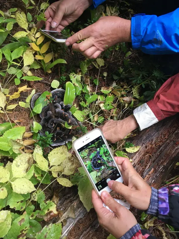 Get Wild this Fall with Mushroom Foraging Tours and Online Courses