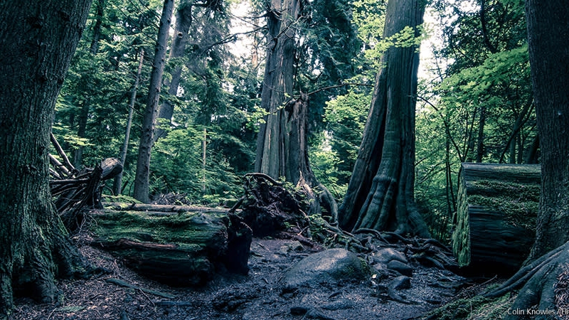 Stanley Park Forest