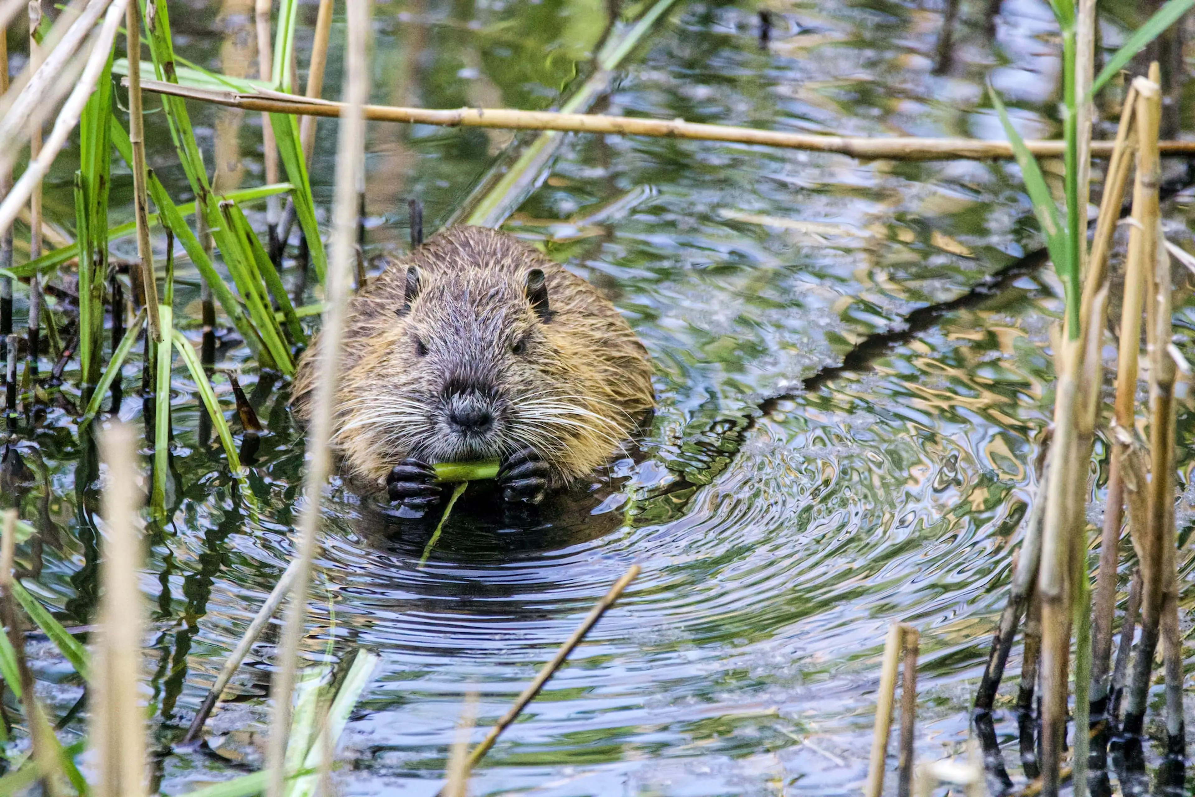 Get Off the Beaten Path in Stanley Park