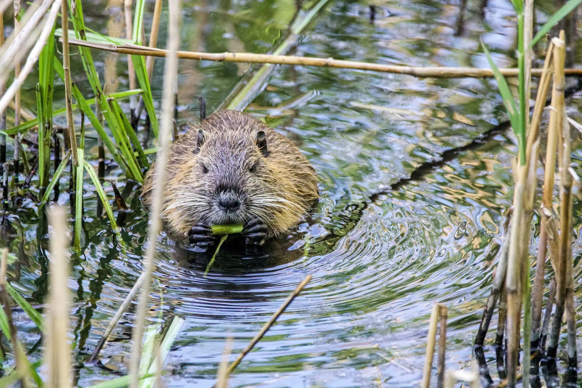 Get Off the Beaten Path in Stanley Park