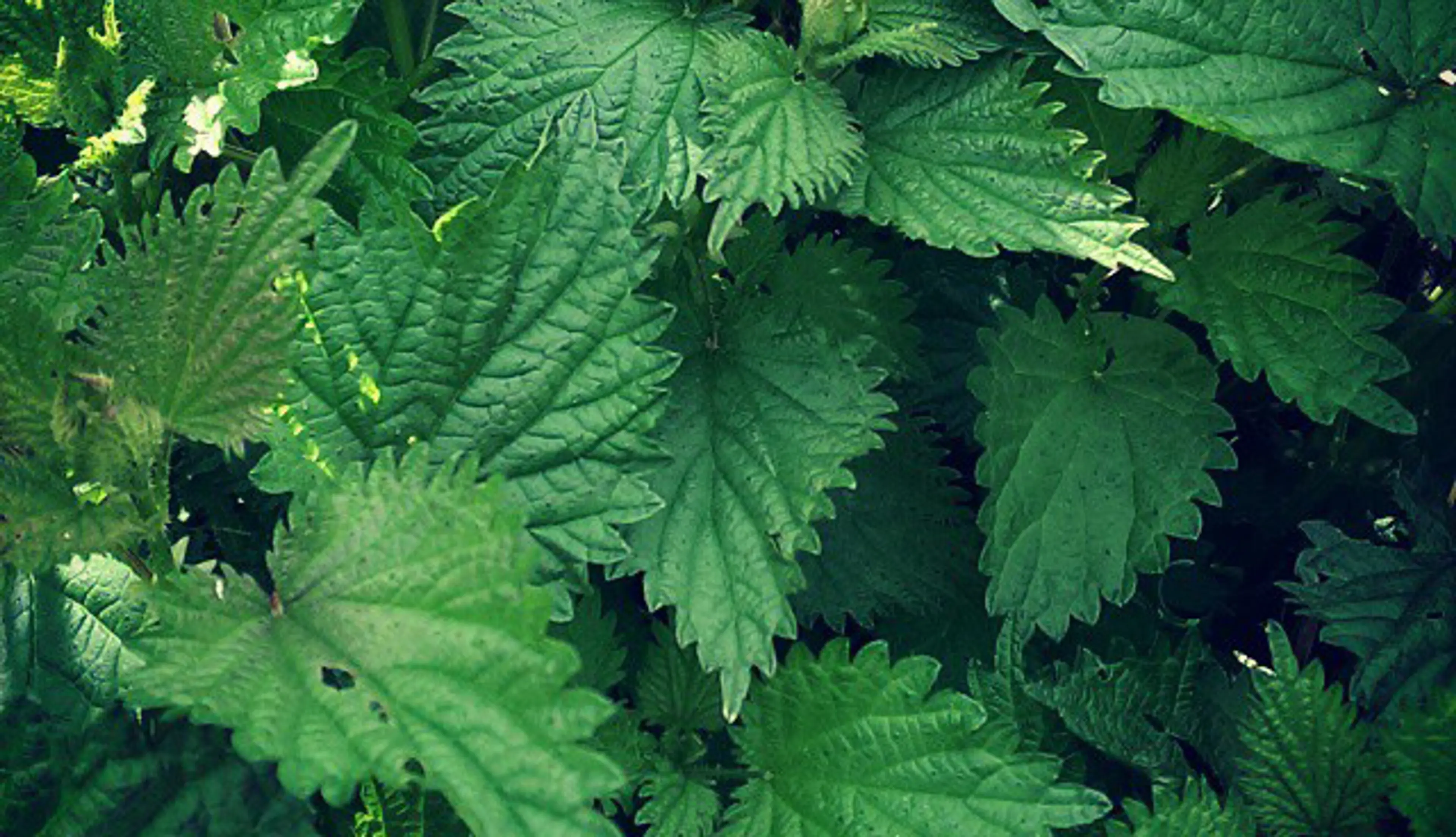 Herb Walk & Wild Foraging