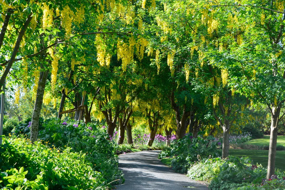 Laburnum Walk at VanDusen Garden