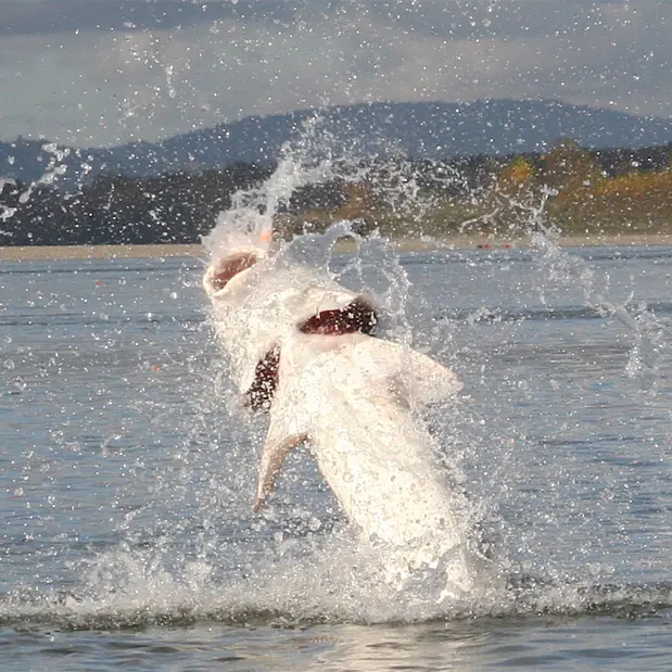Great River Fishing Adventures