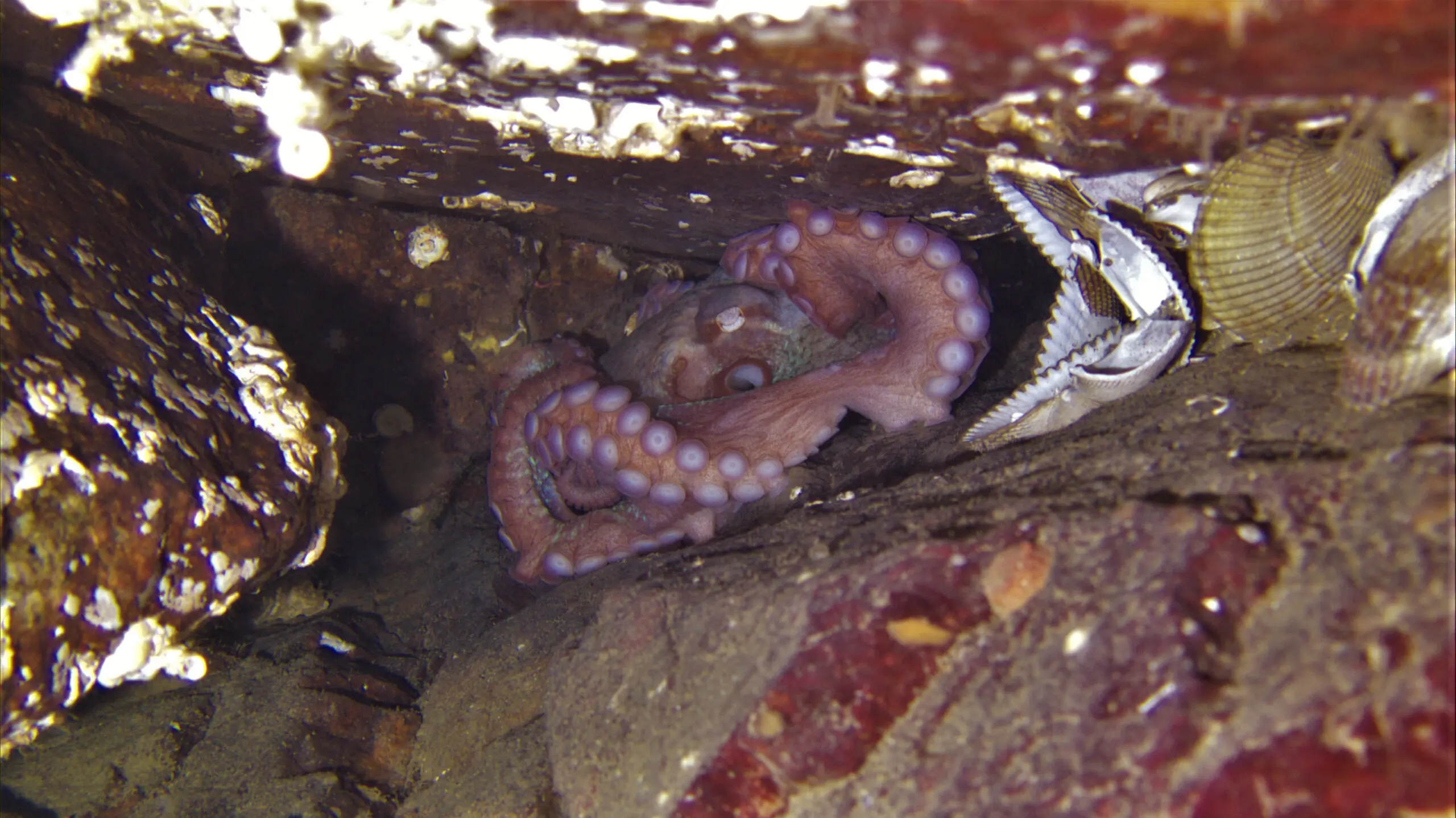 My (Vancouver) Octopus Teacher
