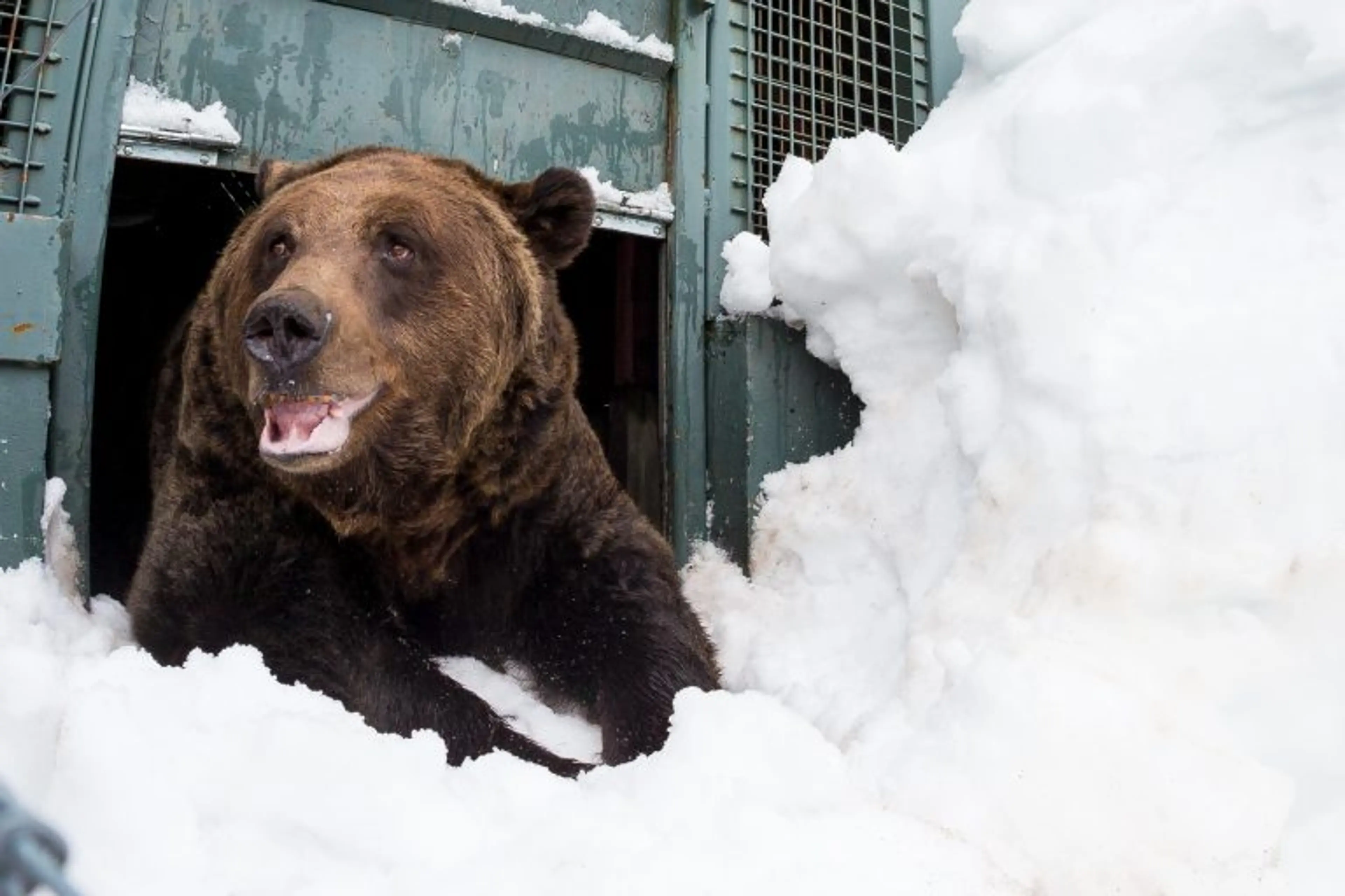 Grouse Mountain Grizzly Bears Wake Up from Hibernation