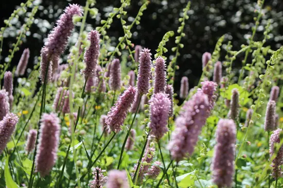 Discover Outdoors Greenheart TreeWalk