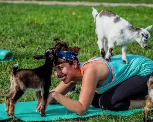 goat yoga vancouver