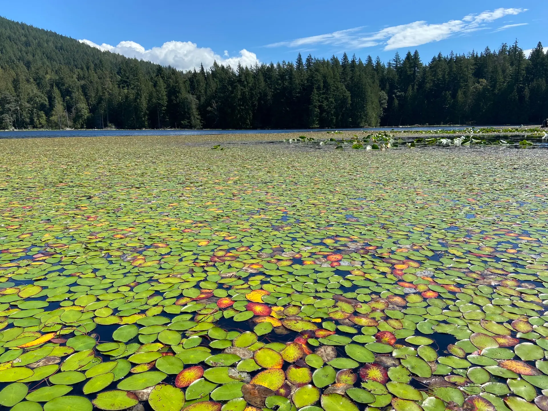 Water lilies at Killarney Lake on Bowen Island