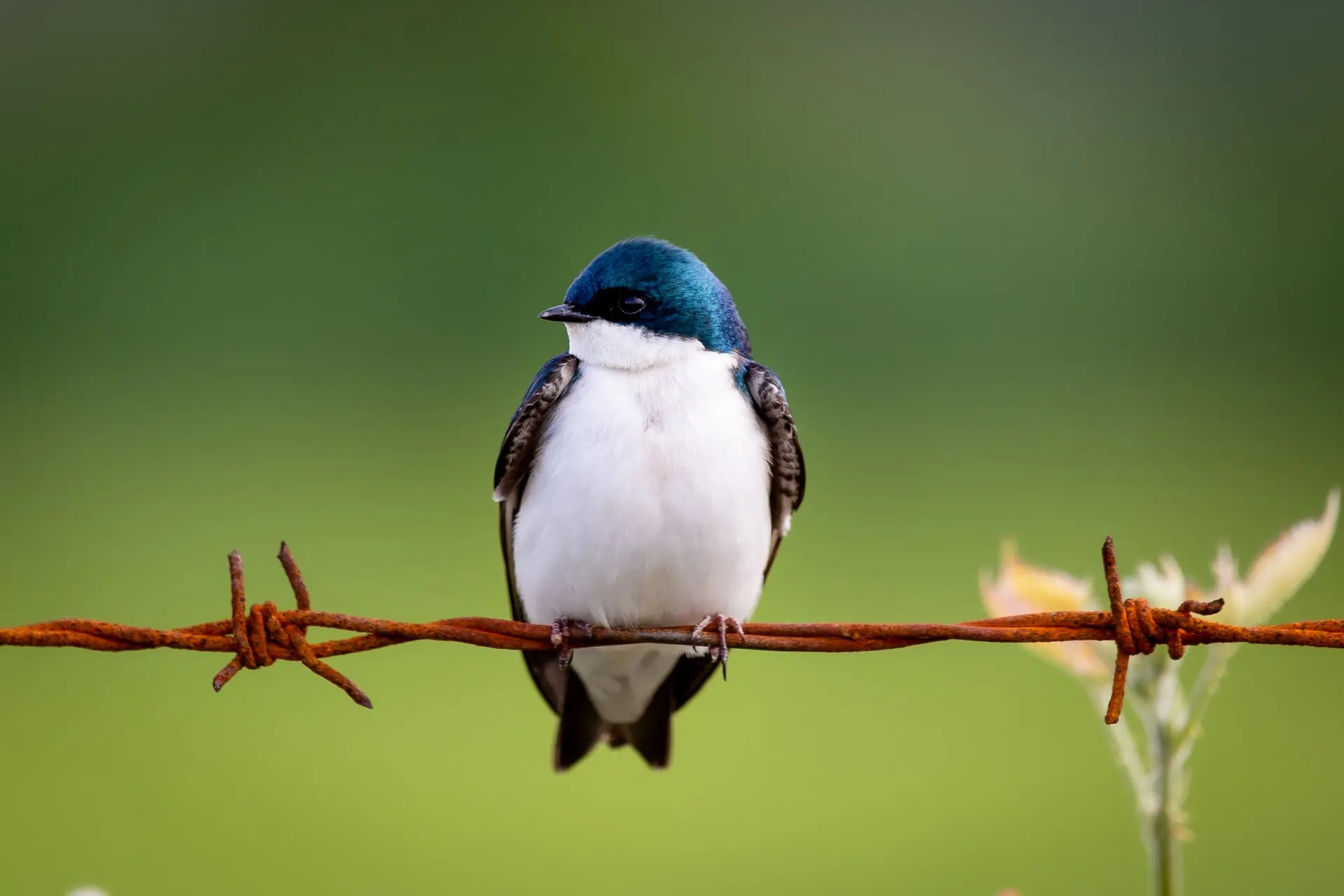 Bird on barbed wire at Iona Beach Regional Park
