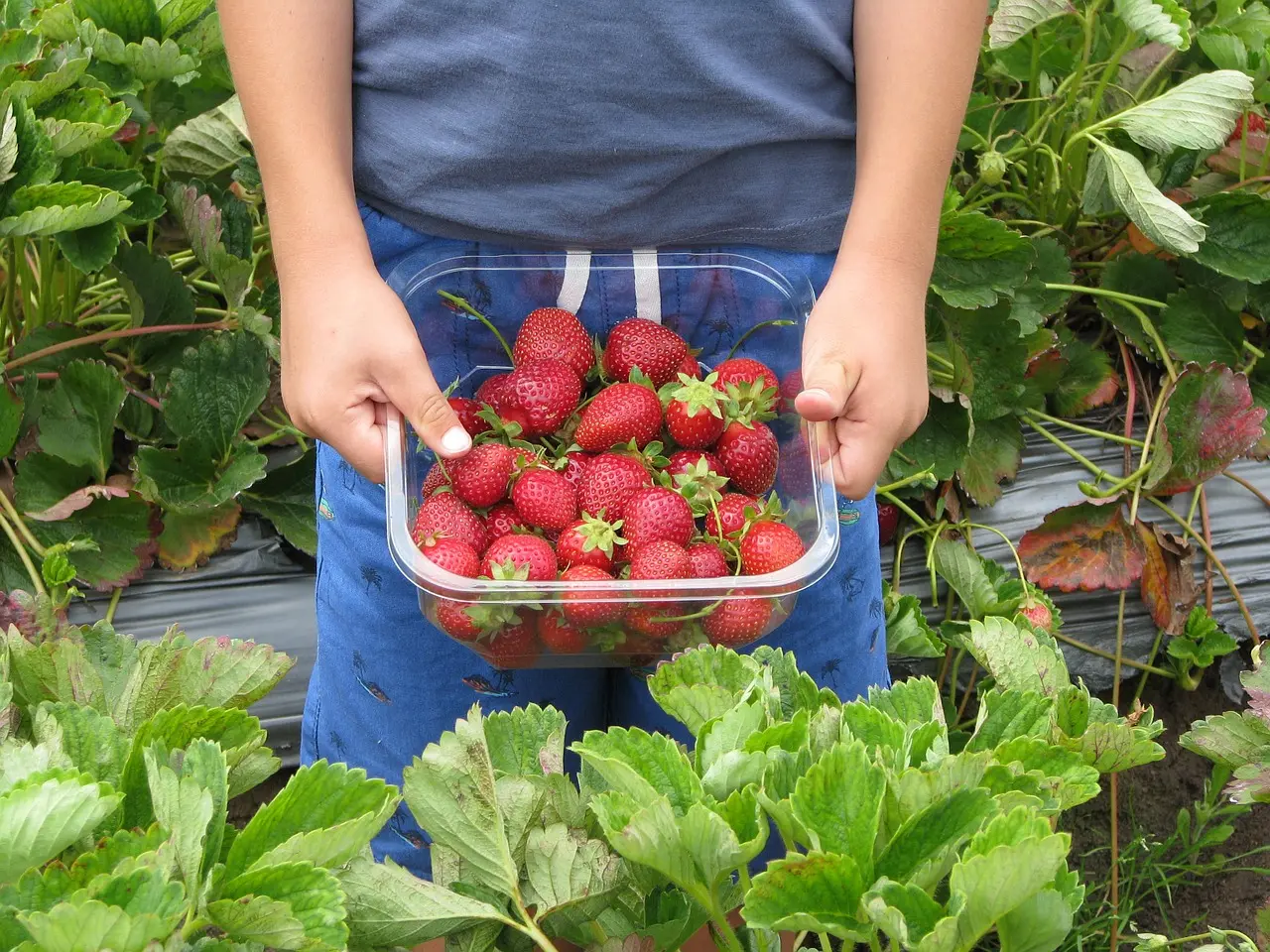 Strawberry picking