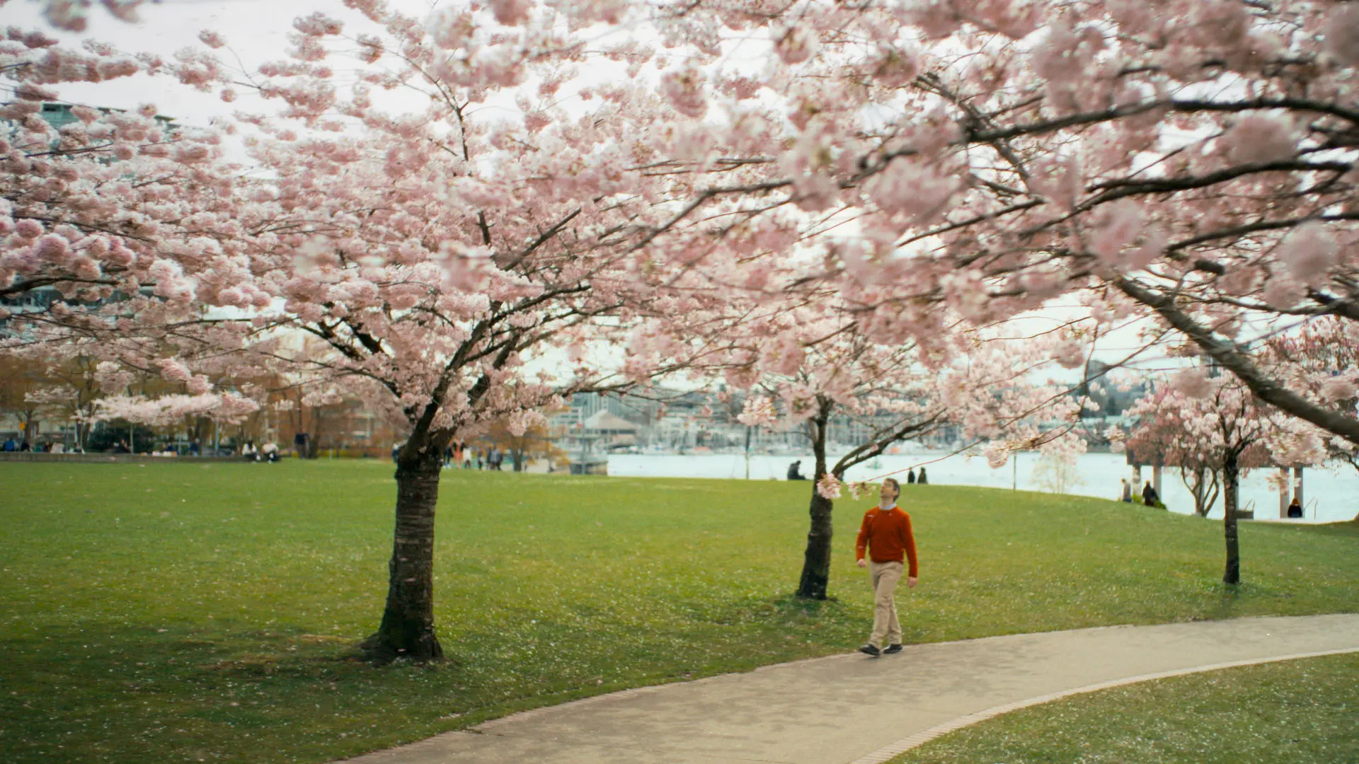Person in an orange sweater walking on a path under blooming cherry blossom trees in a park near water.