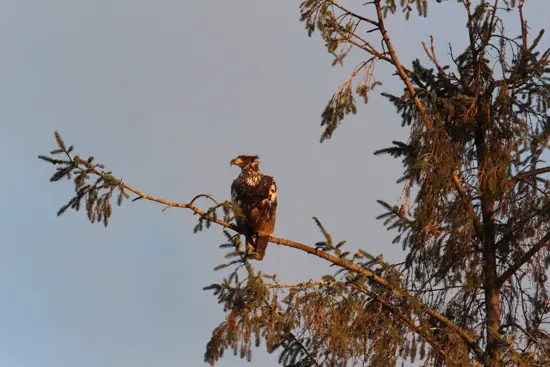 fraser-valley-bald-eagle-festival-discover-the-outdoors2
