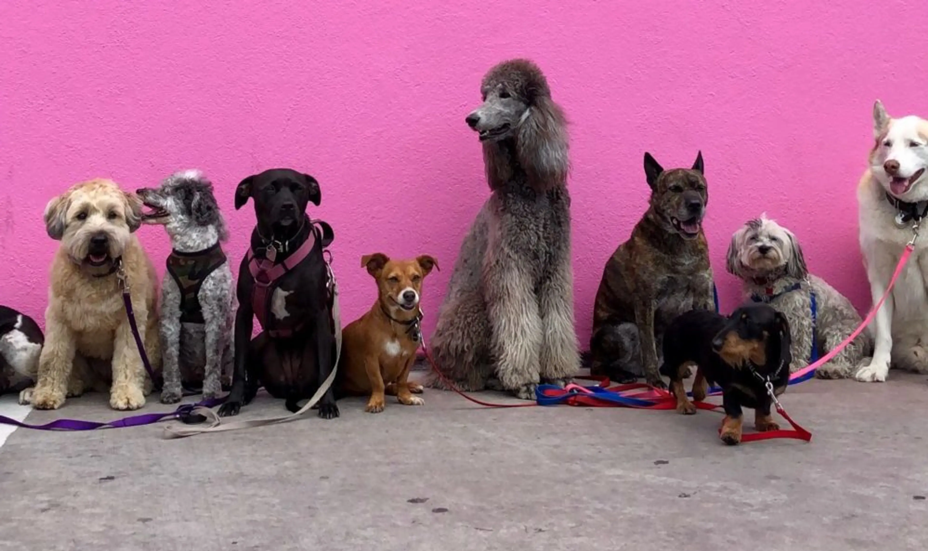 Dog-friendly exhibit featured at the Polygon Gallery in North Vancouver this summer