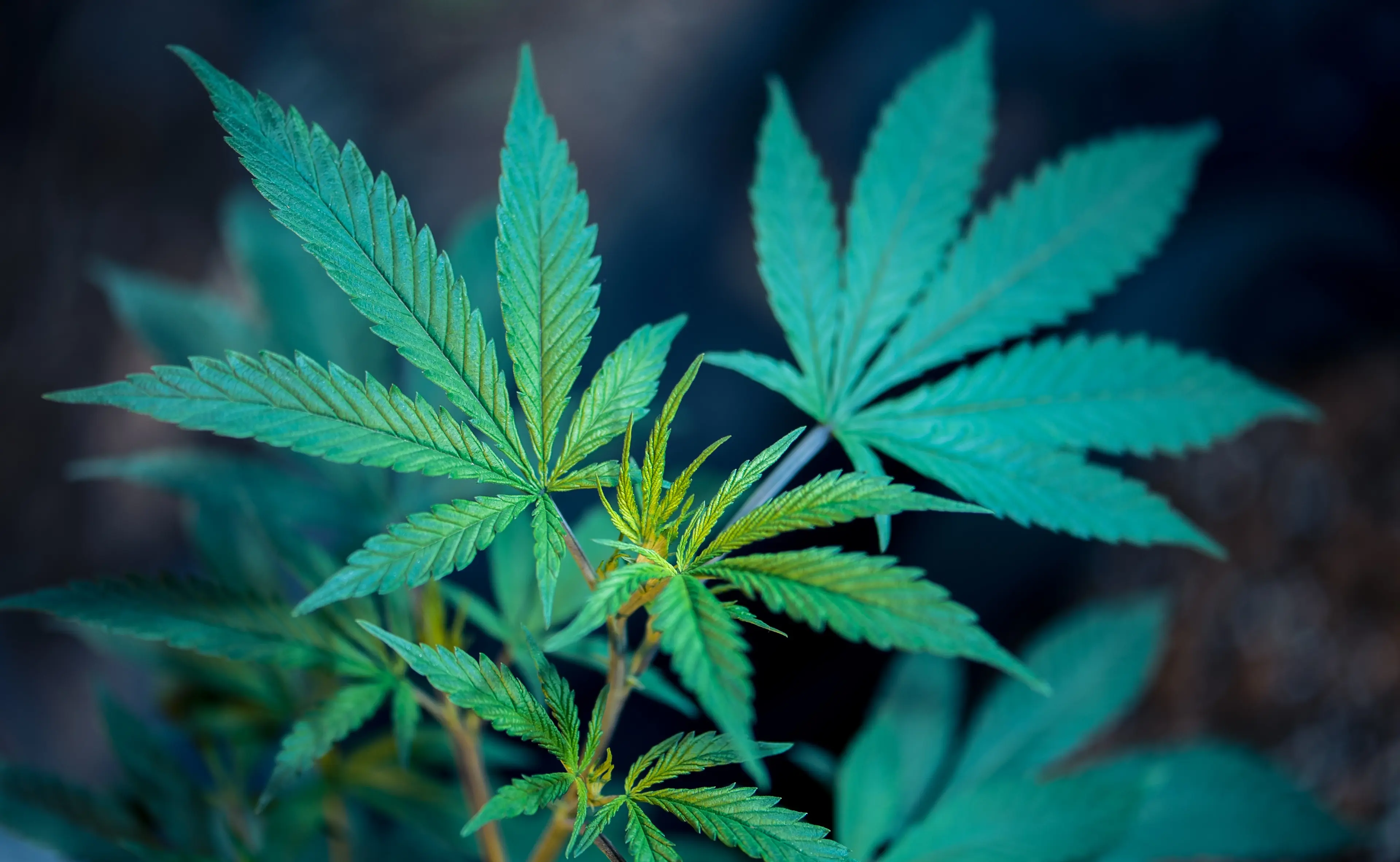 Legal ways to celebrate 420 in Vancouver