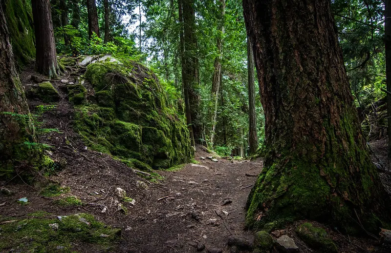 Forest trails in Lighthouse Park in West Vancouver