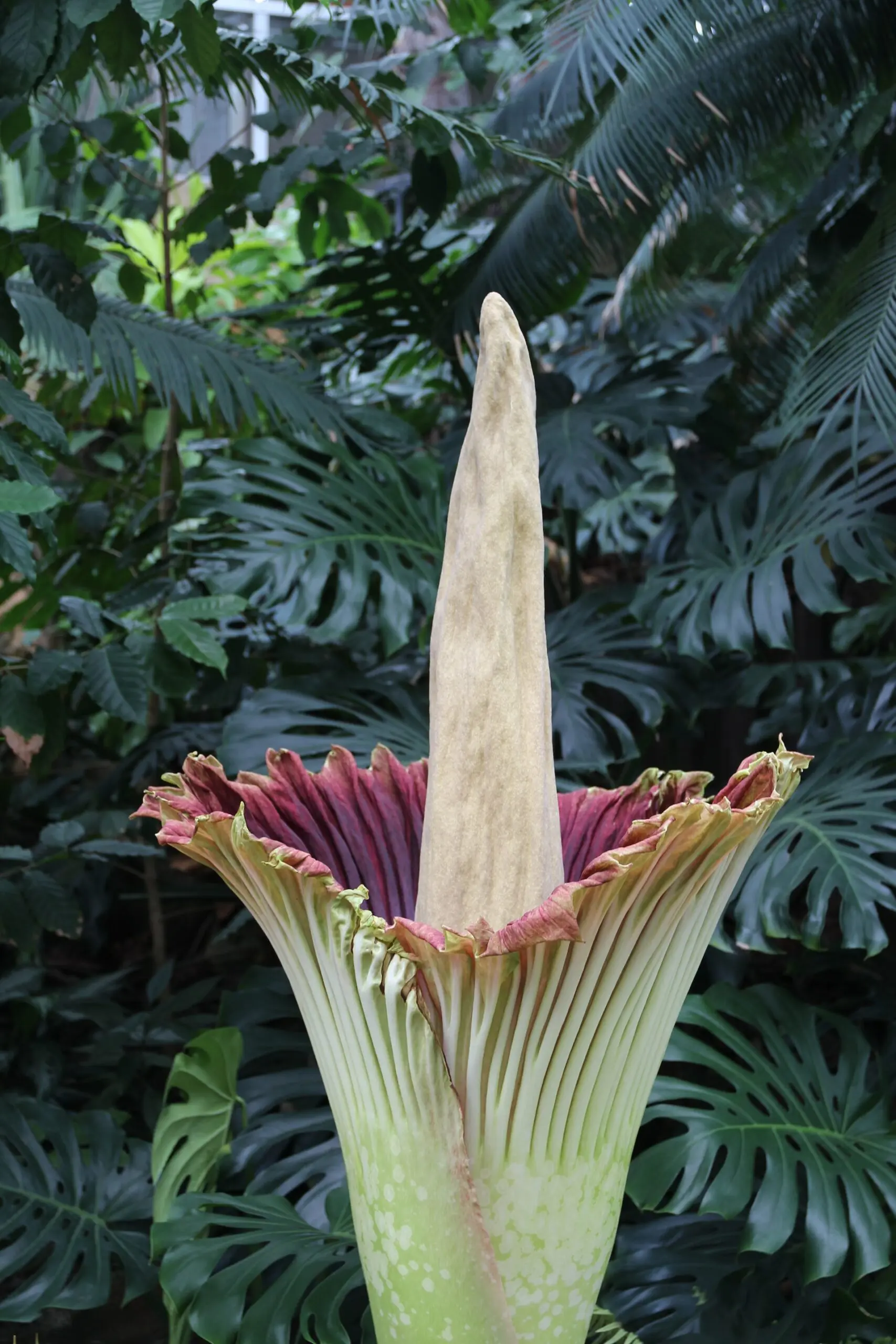Corpse flower in bloom