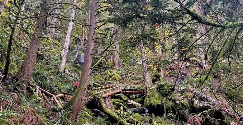 A wooden bridge and stairs on the Dragon's Back Trail in Hope, BC