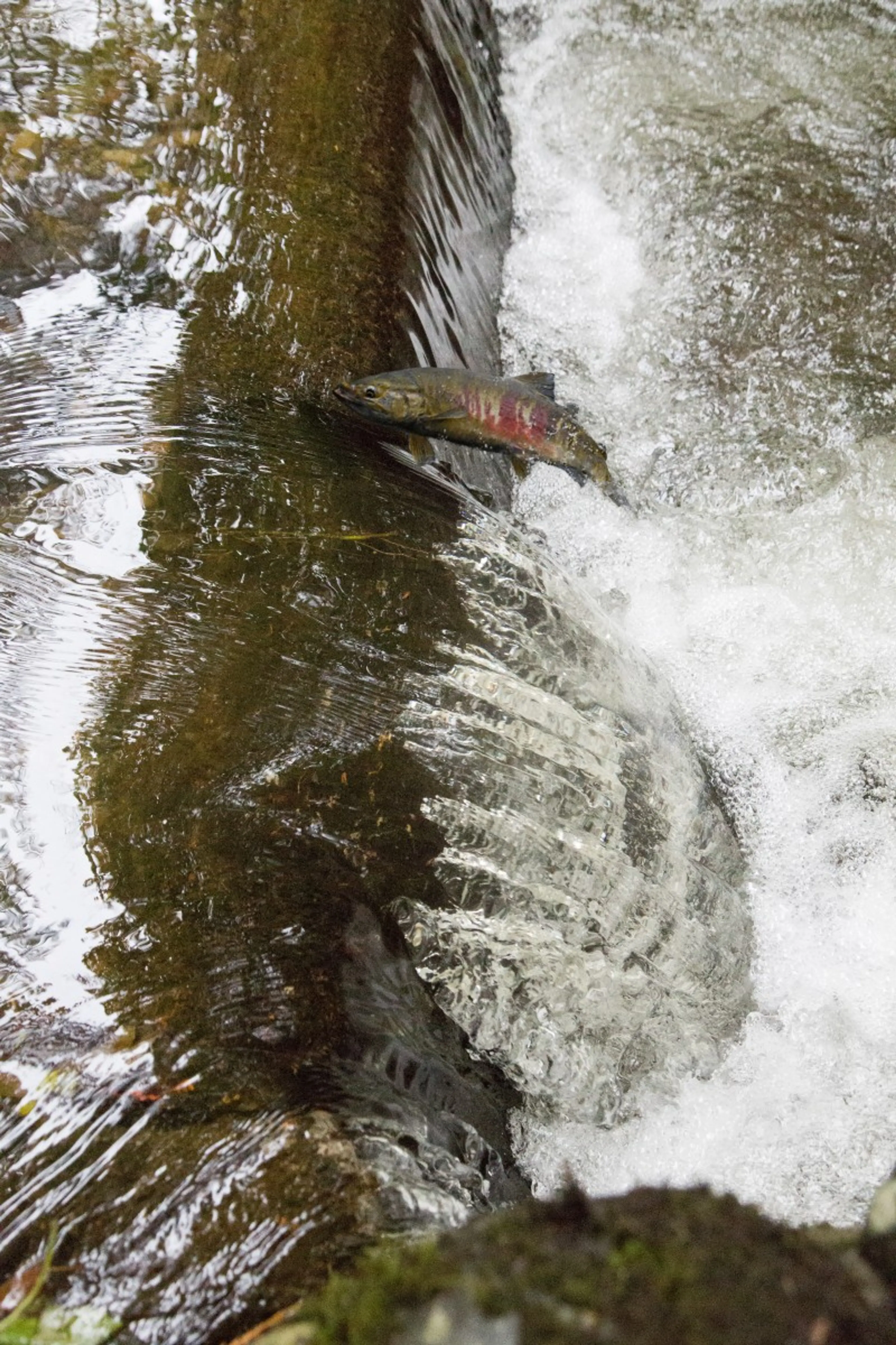  A salmon jumps upstream over a small waterfall in Hoy Creek in Coquitlam, BC