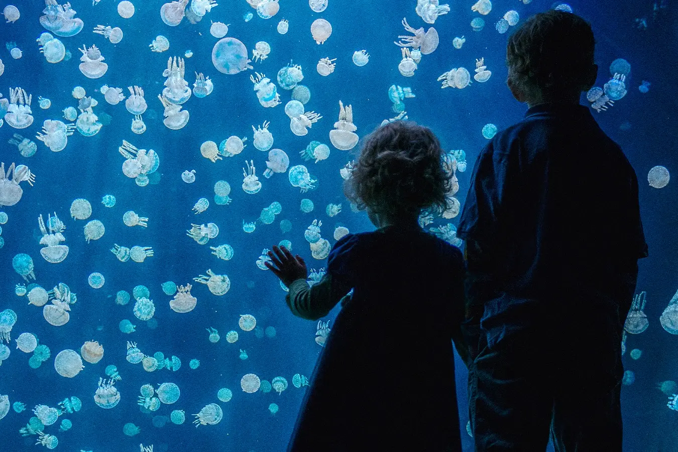 A child watches the jellyfish at the Vancouver Aquarium