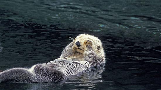 Peek Behind the Curtains at Vancouver Aquarium This Weekend