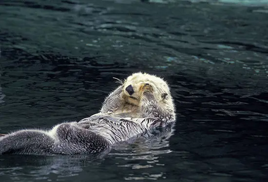 Peek Behind the Curtains at Vancouver Aquarium This Weekend