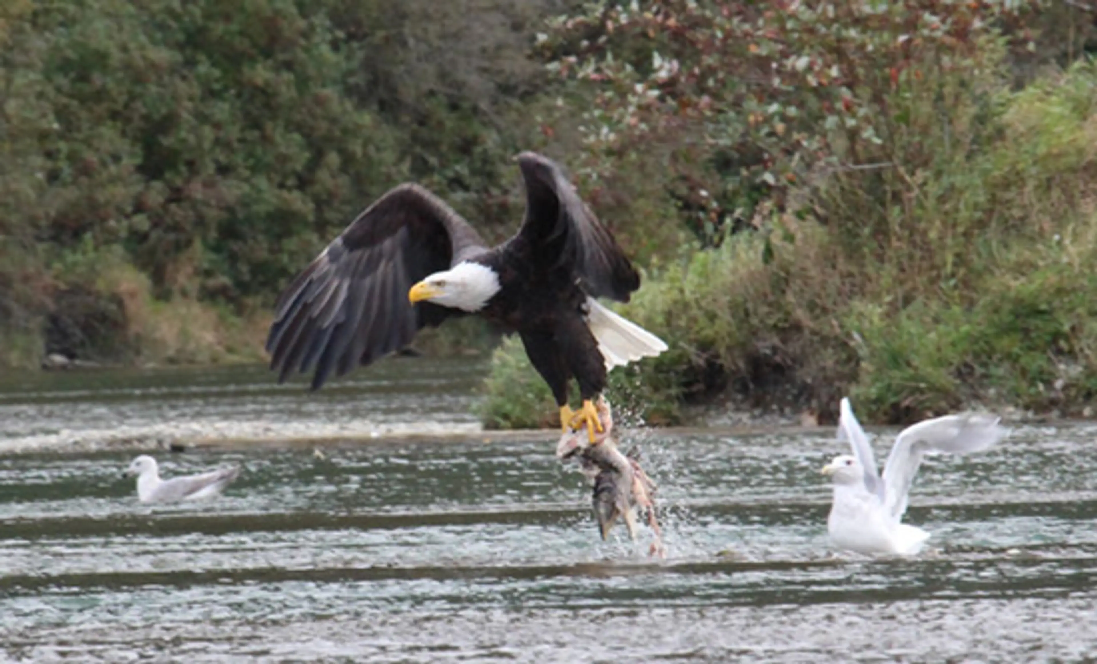 Salmon Smorgasbord – Kayak the Harrison River