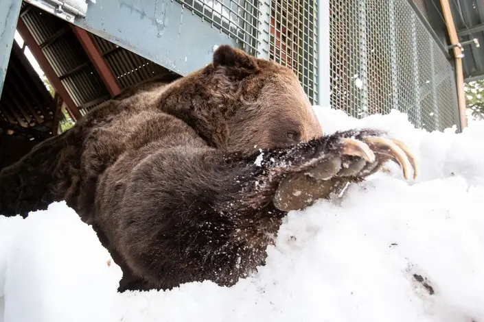 Grouse Mountain Grizzlies Grinder and Coola Emerge from Hibernation
