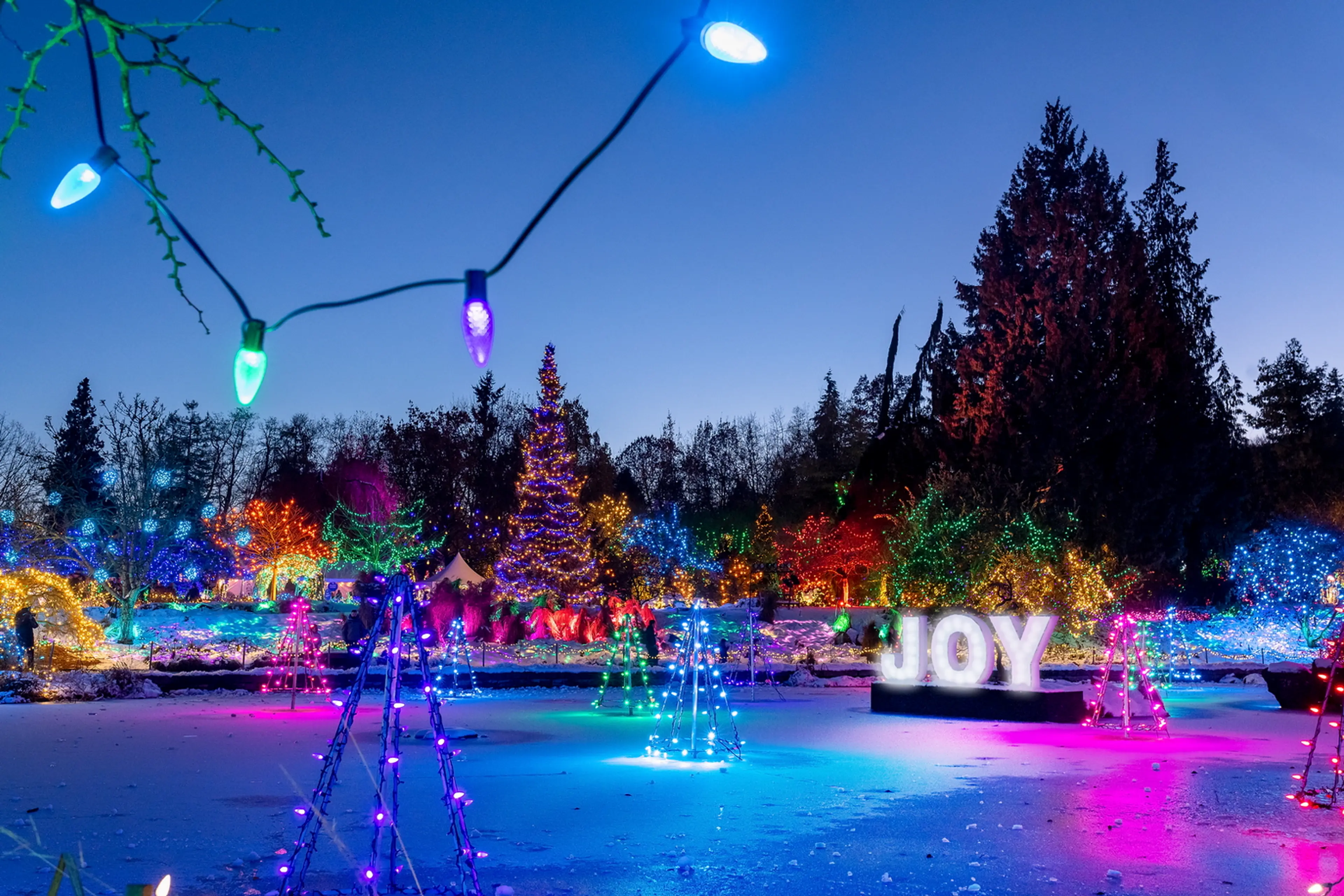 Lights around a pond at VanDusen Botanical Garden's Festival of Lights
