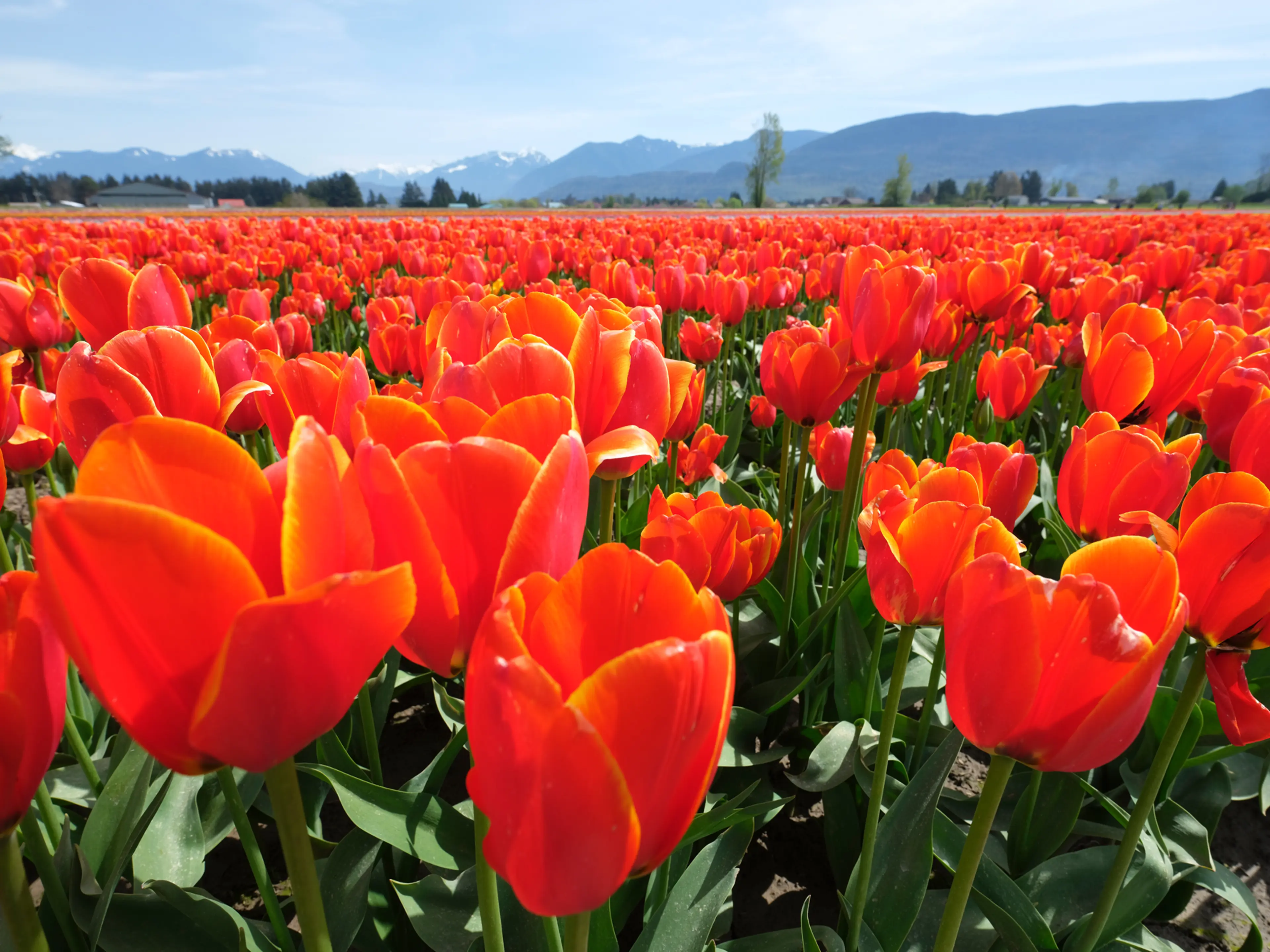 Spring in Vancouver - an Arts & Culture Round-Up