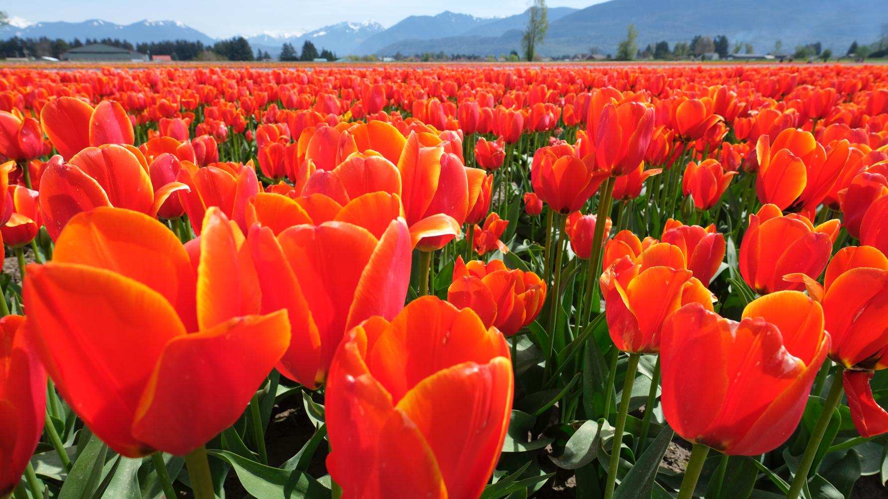 Spring in Vancouver - an Arts & Culture Round-Up