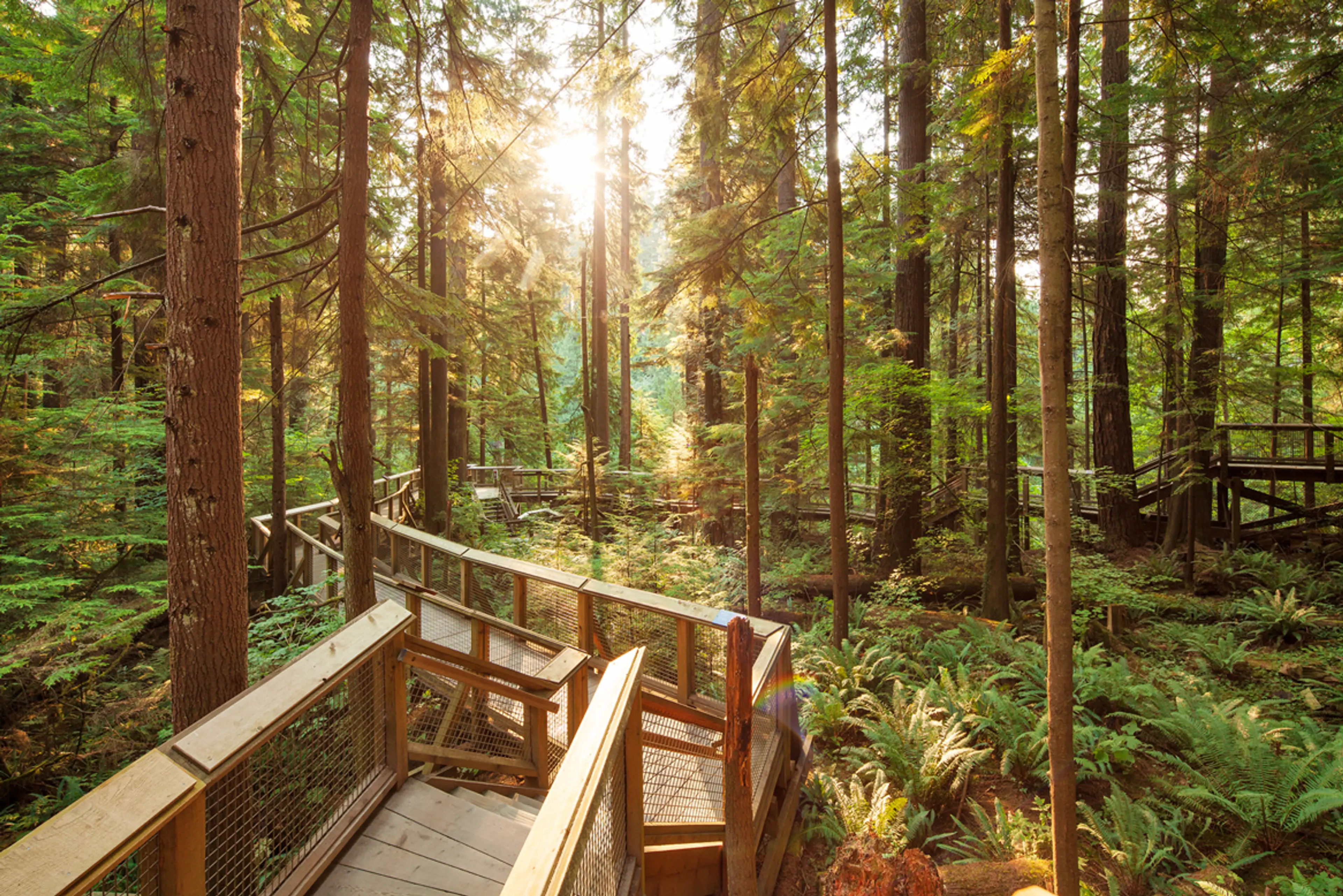 Nature's Edge Boardwalk at Capilano Suspension Bridge