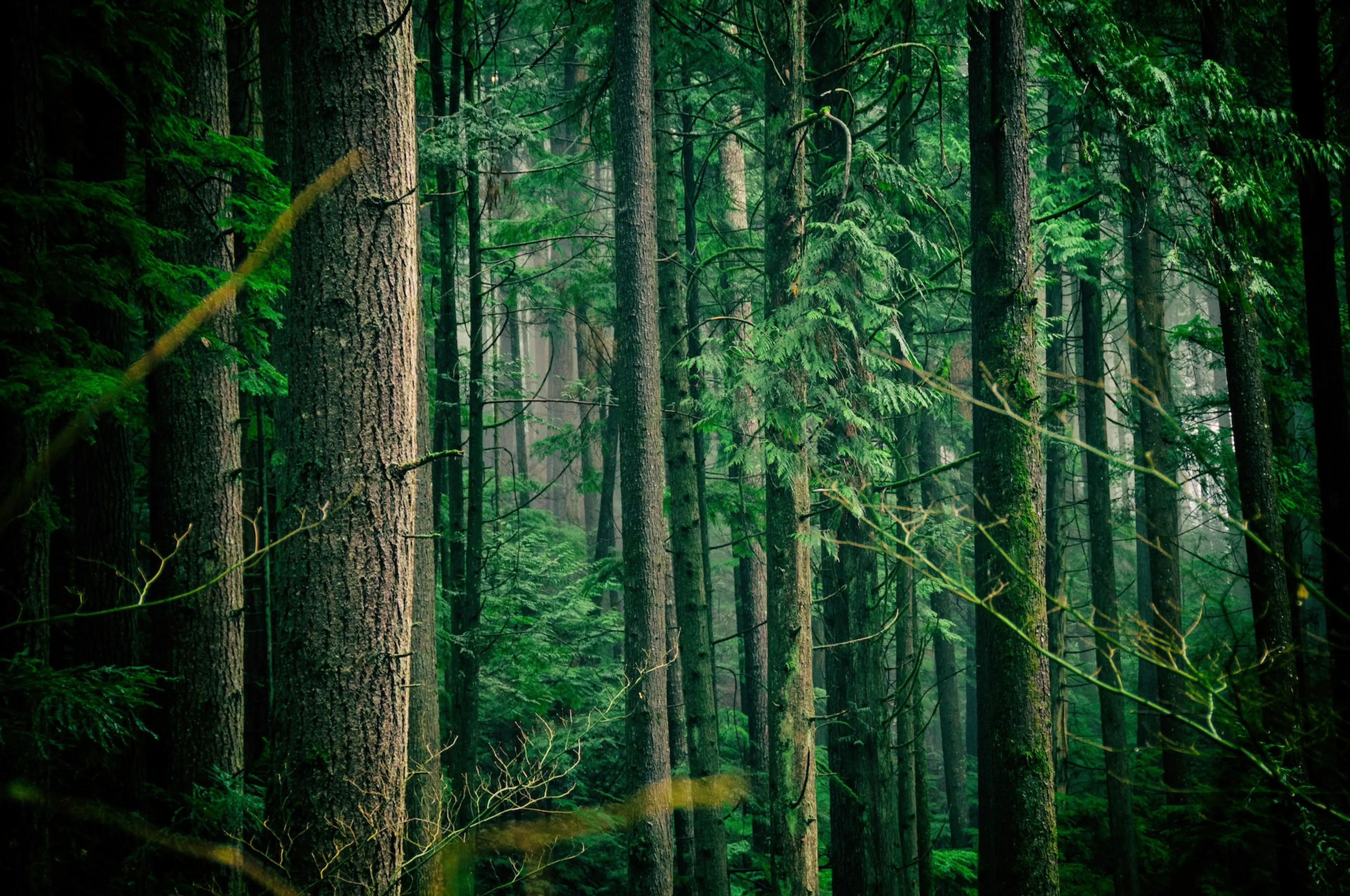 Lush rainforest in Lynn Canyon in North Vancouver