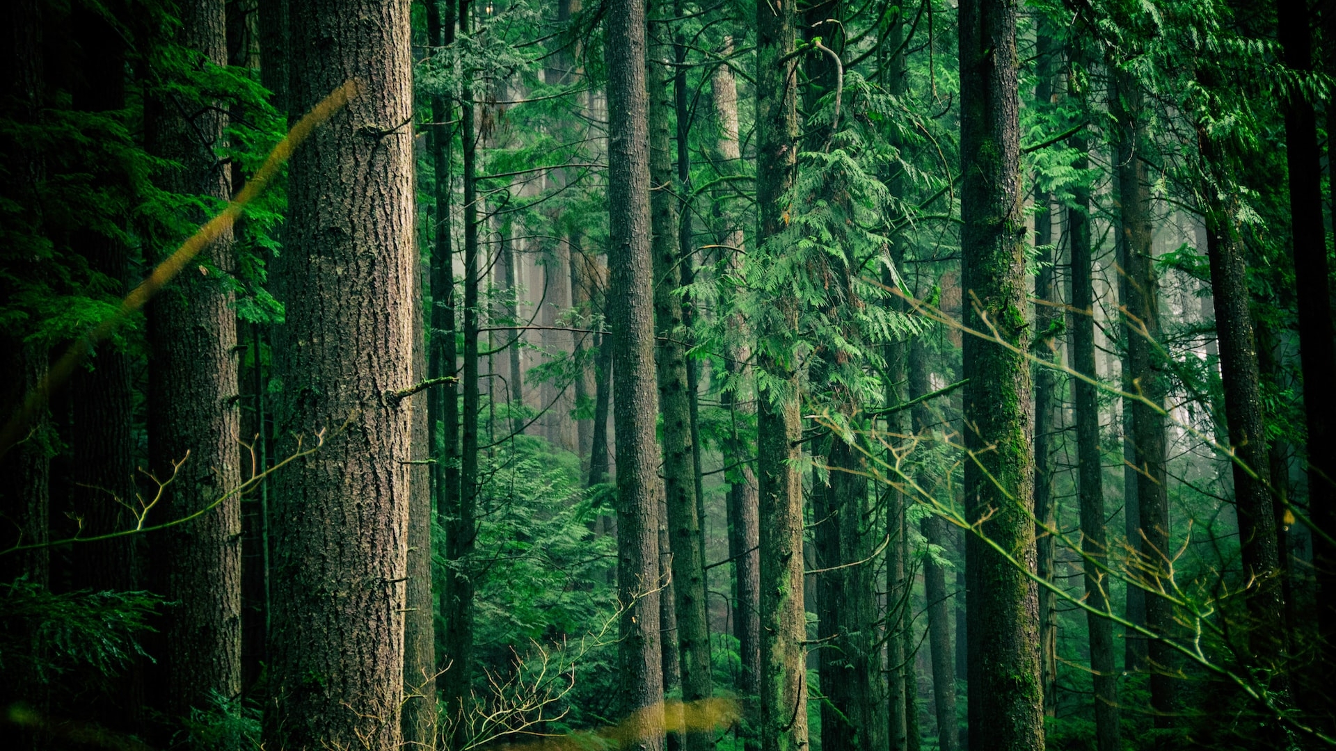 Lush rainforest in Vancouver