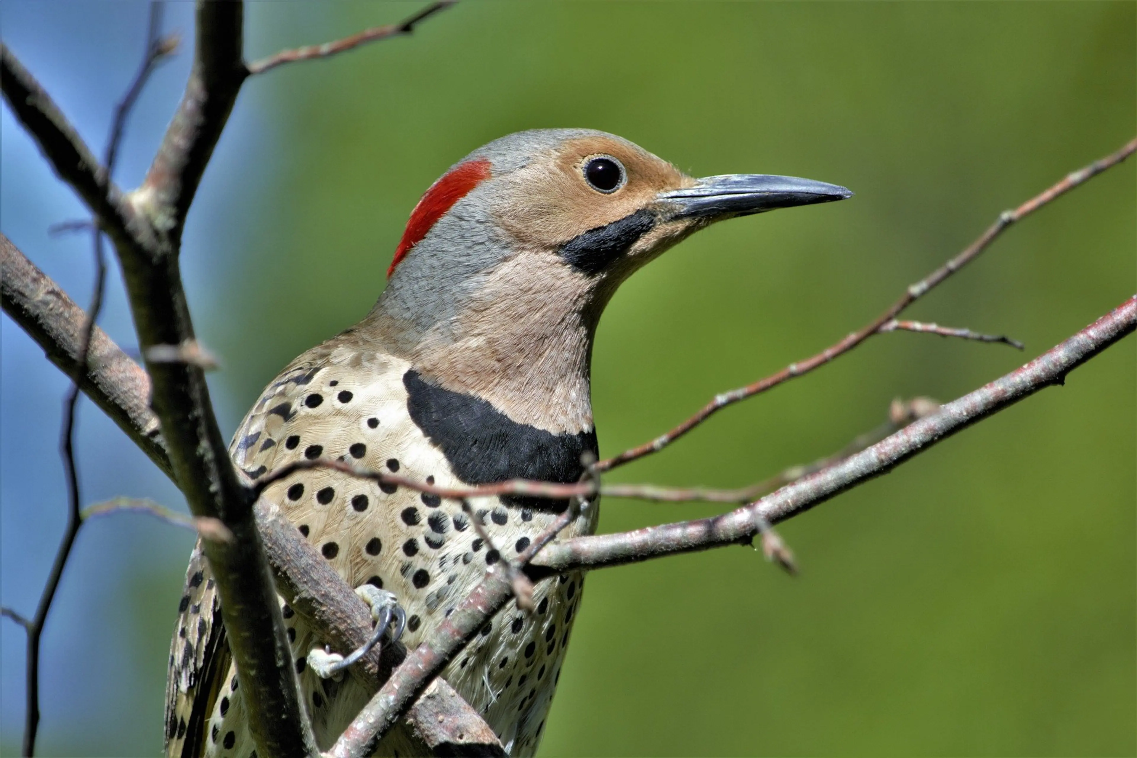 Find a Birding Spot Near Vancouver on the BC Bird Trail