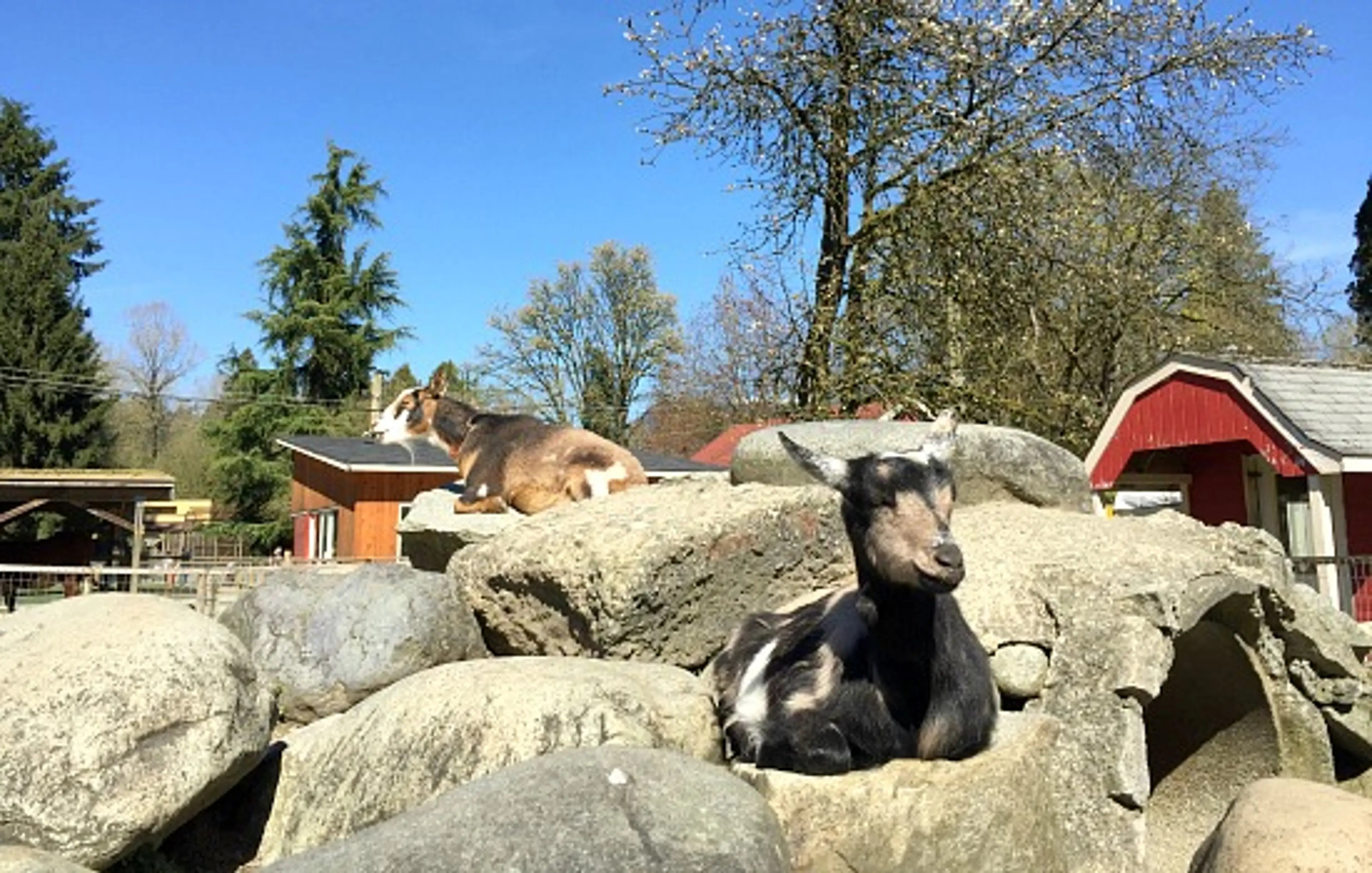 Kids In Vancouver: Get Giddy With The Goats At Maplewood Farm