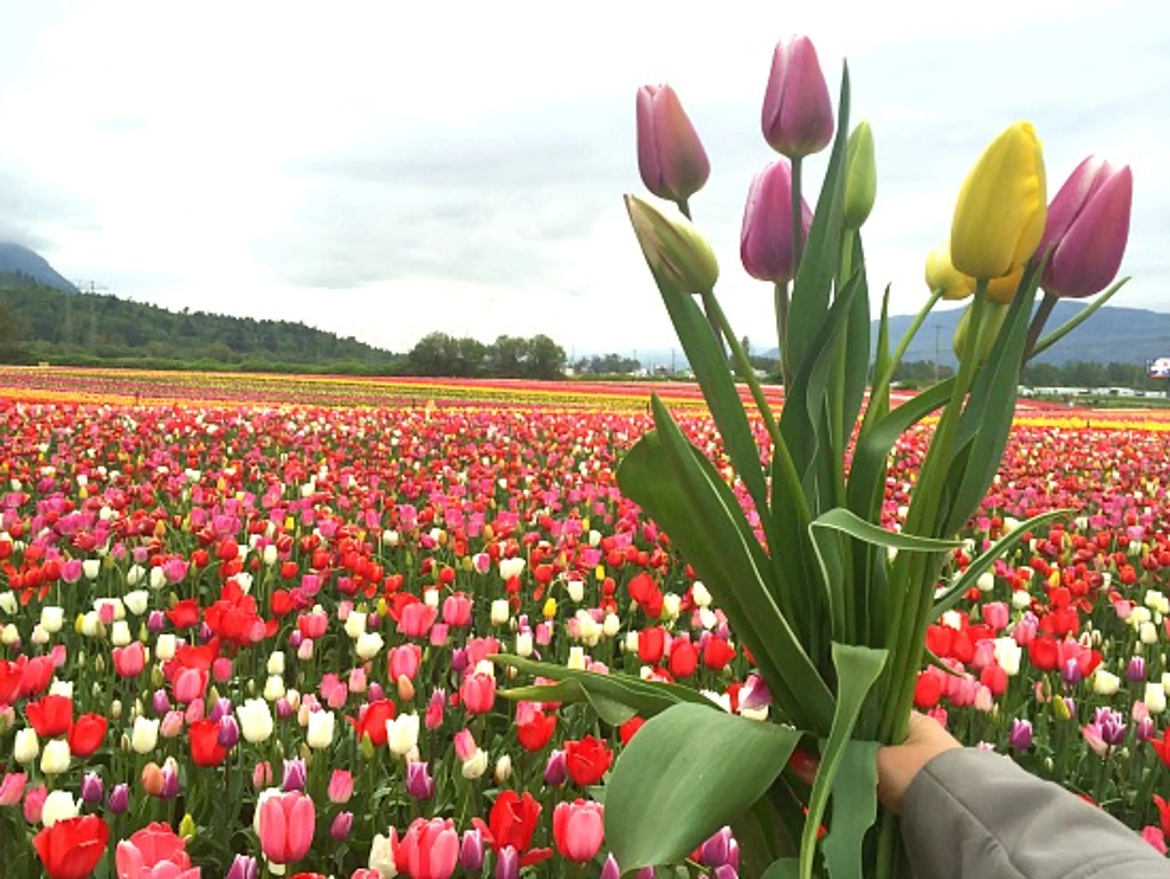 Abbotsford Tulip Festival | Photo: Bianca Bujan