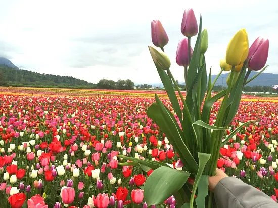 Abbotsford Tulip Festival | Photo: Bianca Bujan