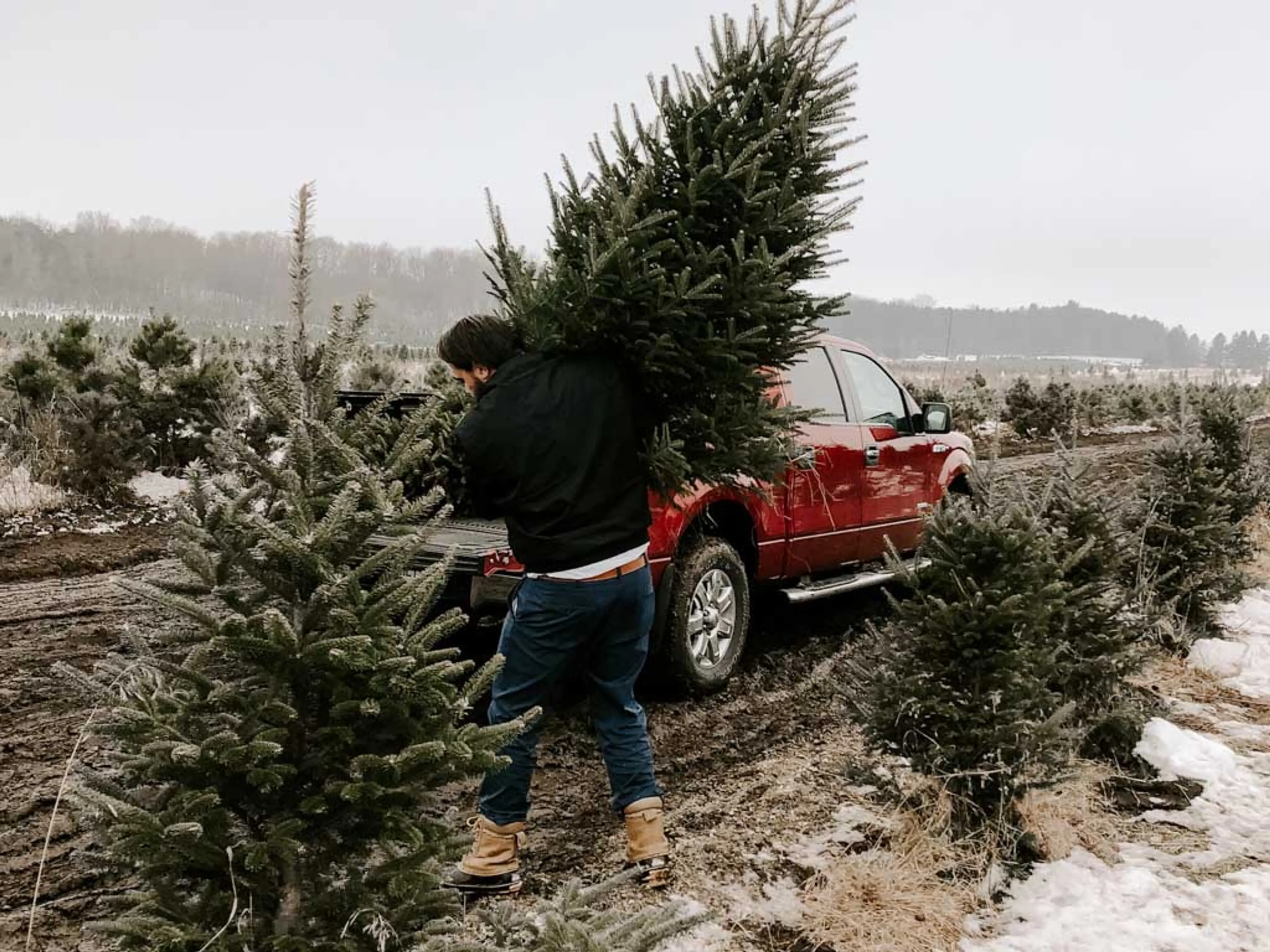 11 Places to Cut Your Own Christmas Tree Near Vancouver in 2023
